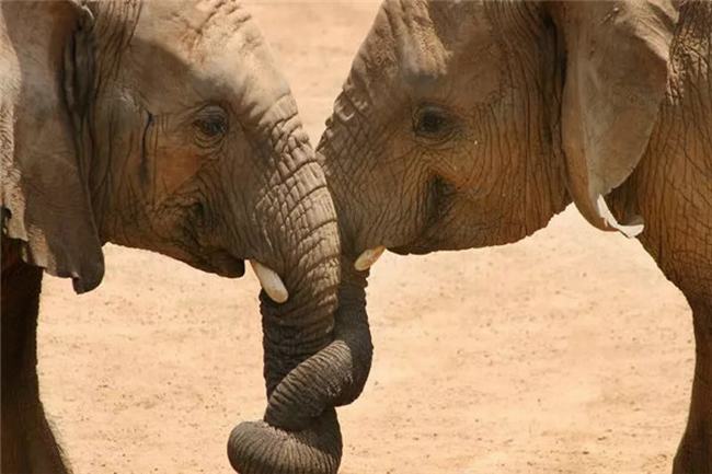 世界上最大的非洲公象有多重 非洲安哥拉象（重达13吨）