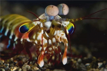世界上最凶残的虾是什么 雀尾螳螂虾（一拳锤晕其他生物）