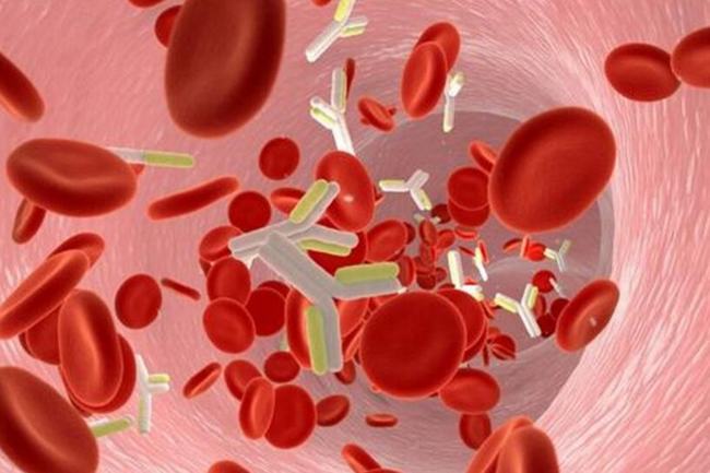 红细胞是免疫细胞吗?具有免疫粘附功能(促进吞噬作用)