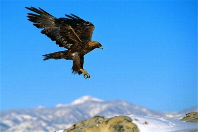 世界上寿命最长的鸟是什么 赤鹰为什么能活这么久
