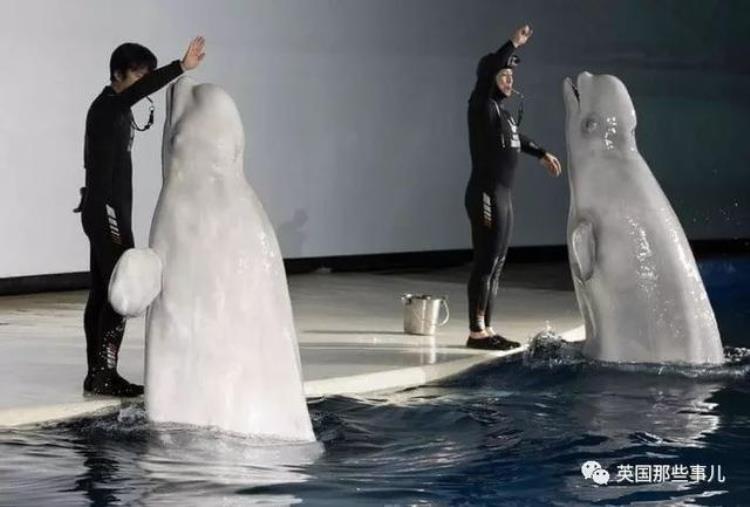上海的白鲸为什么要放回冰岛,上海白鲸放生后续