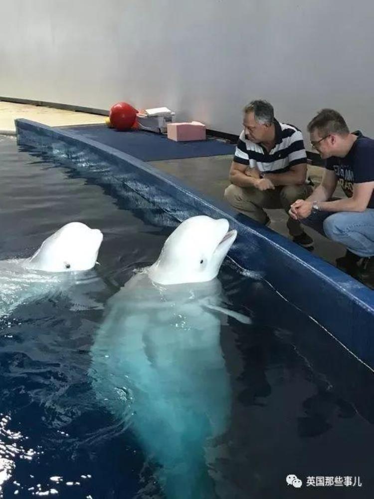 上海的白鲸为什么要放回冰岛,上海白鲸放生后续