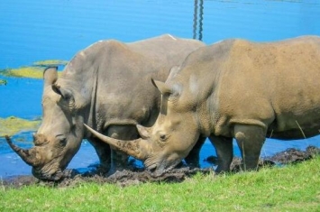 世界上体型第二大的犀牛，白犀牛（体长4米体重3.6吨）