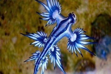 世界上最像外星生物的动物 阿特兰提库斯（蓝色的）
