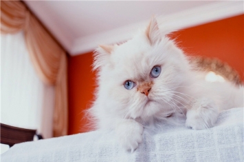 世界上最漂亮的猫是什么 波斯猫（长相可爱叫声甜美）