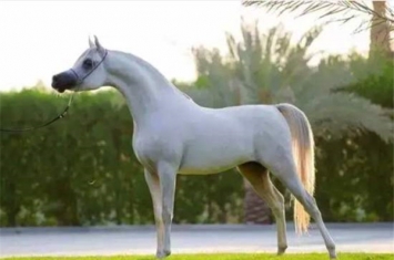 世界上最名贵的马是什么 阿拉伯马（世界最古老马种）