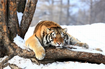 世界上最厉害的老虎是什么 东北虎（最大猫科动物）