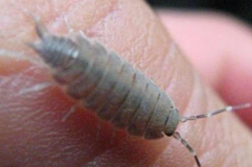 你老家管这个虫子叫什么,家里出现有很多脚的虫子叫什么