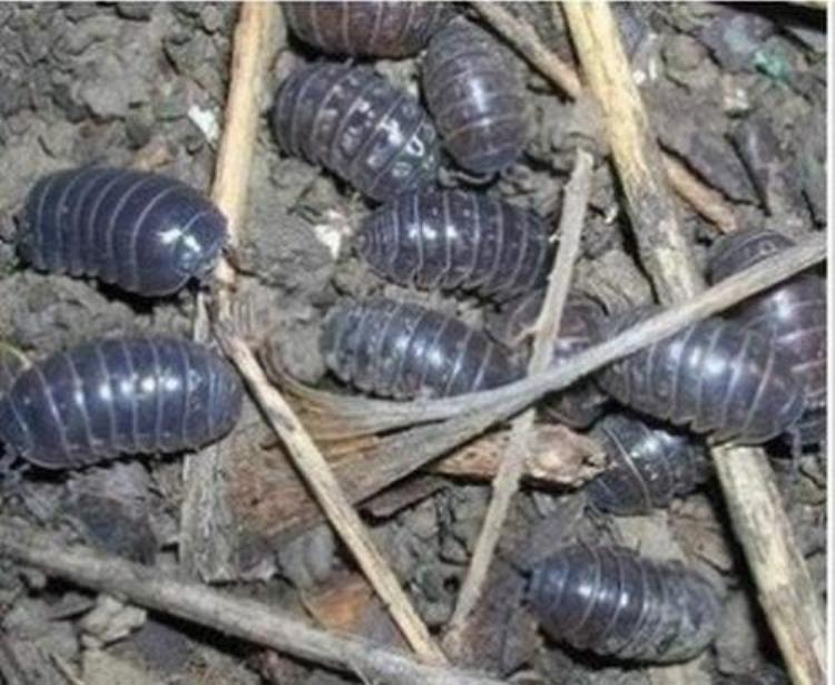 你老家管这个虫子叫什么,家里出现有很多脚的虫子叫什么