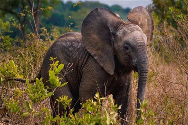 世界上睡眠最少的动物是什么 野生大象为什么睡眠少