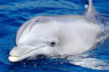 世界上最聪明的动物 海豚 ( 大脑很发达 仅次于人类)