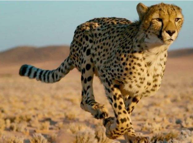 世界上速度最快的动物排行 五种 (猎豹排第二 比人类快三陪)