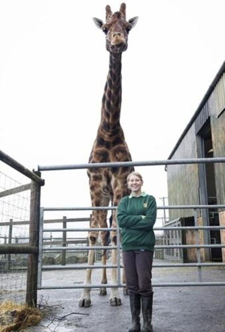 世界上最高长颈鹿,世界最高长颈鹿