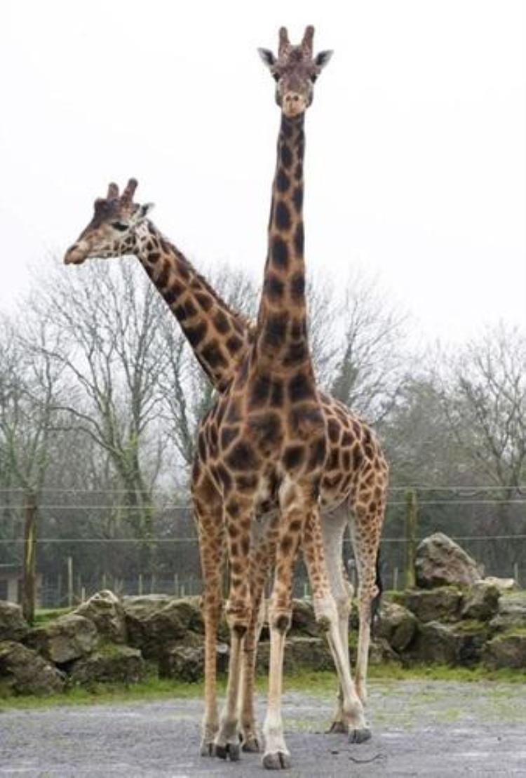 世界上最高长颈鹿,世界最高长颈鹿