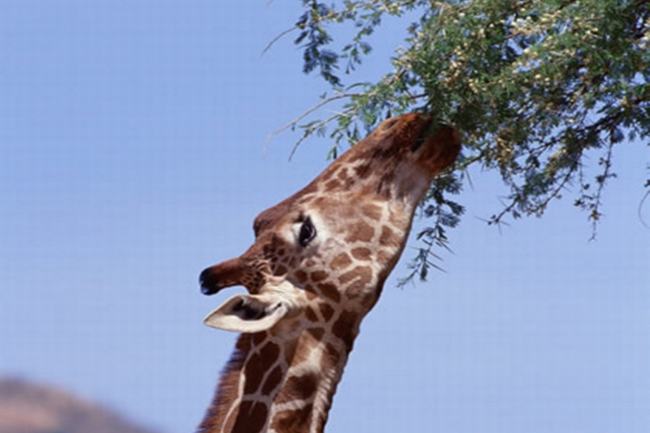 为什么长颈鹿的脖子会那么长?为了吃高处叶子(用进废退)