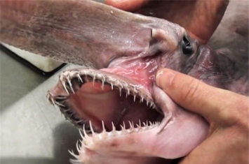 世界上最恐怖海洋动物有哪些 这些动物看了让人头皮发麻