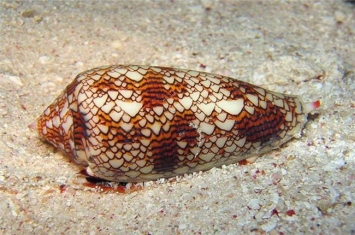 世界上最可怕的蜗牛是什么 锥形蜗牛（毒液瞬间致人死亡）