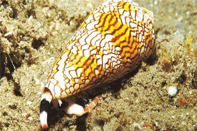 世界上最可怕的蜗牛是什么 锥形蜗牛（毒液瞬间致人死亡）