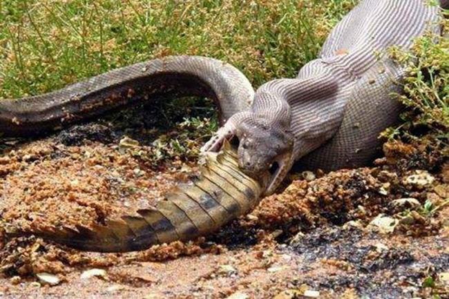 为什么蛇能吞下比它大的动物?原来它的头骨中有这结构