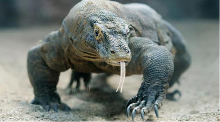 科莫多巨蜥是恐龙后代吗,科莫多龙真的是恐龙的传人吗