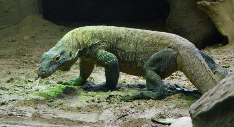 科莫多巨蜥是恐龙后代吗,科莫多龙真的是恐龙的传人吗