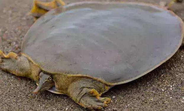 世界最大的螃蟹 杀人螃(体长38厘米体重20公斤)