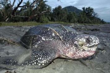 世界上最大的龟类，棱皮龟（体长3米体重1800斤）