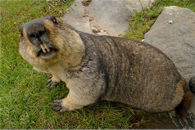 世界上最大胆的动物是什么 平头哥蜜獾（公认胆子大）