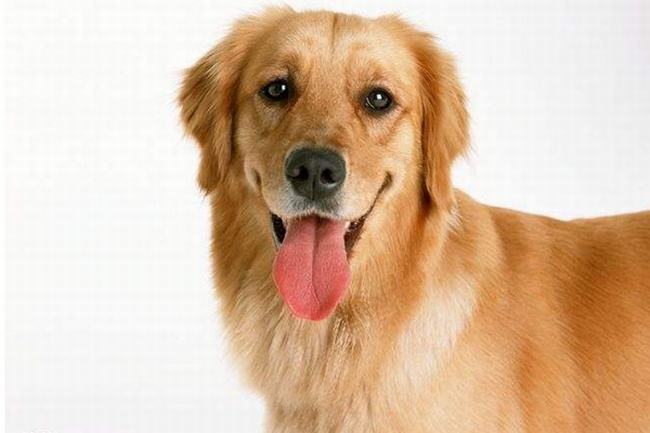 为什么狗在热天爱伸出舌头？汗腺长在舌头下(调节体温)
