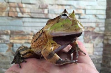世界上最大的角蛙是什么 霸王角蛙为什么会那么凶残