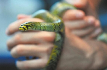 世界上最美的蛇横斑锦蛇，中国特有（至今不超过30条）