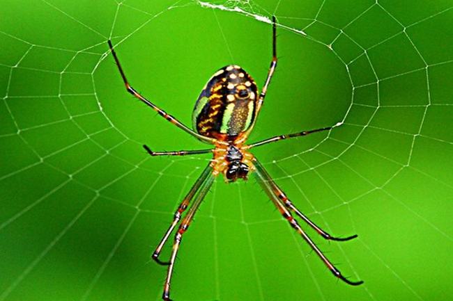 蜘蛛是昆虫吗?蜘蛛不符两翅六足的昆虫特征(节肢动物)