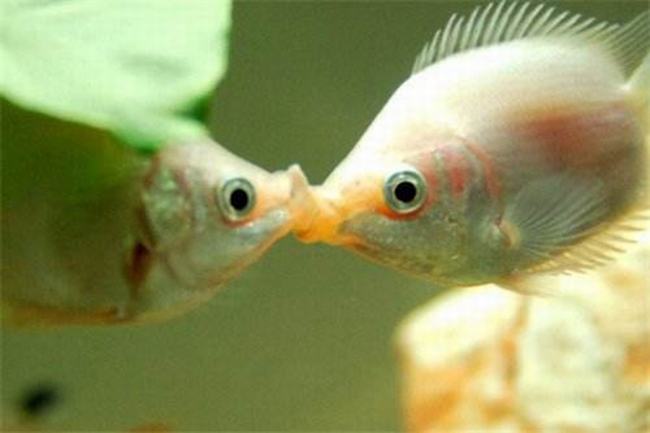 为什么长吻鱼喜欢接吻?只是嘴馋别人的食物(想分食青苔)
