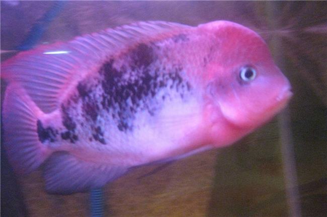世界上最美的十种鱼 五彩斑斓非常令人喜爱