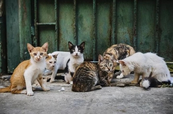 为什么很多人不养田园猫,为什么养中华田园猫的人少