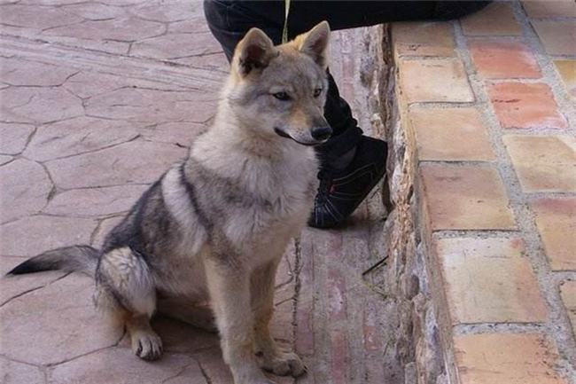 世界上最贵的狗35亿 捷克狼犬（具有纯正的血统和高傲地位）