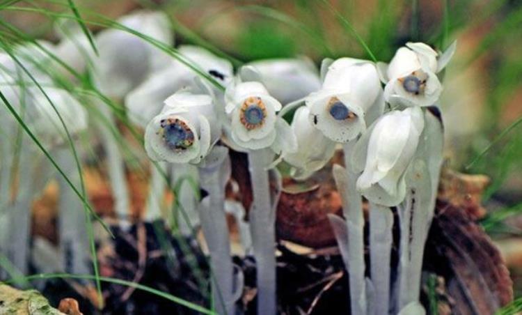 冥界之花水晶花,水晶兰为何被称为死亡之花