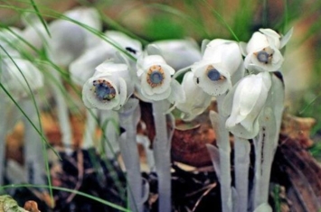 冥界之花水晶花,水晶兰为何被称为死亡之花