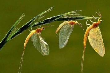 世界上寿命最短的昆虫 蜉蝣(成虫只有不到一天的存活时间)