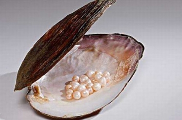 蚌为什么产珍珠?沙粒和寄生虫入侵刺激(分泌珍珠质)