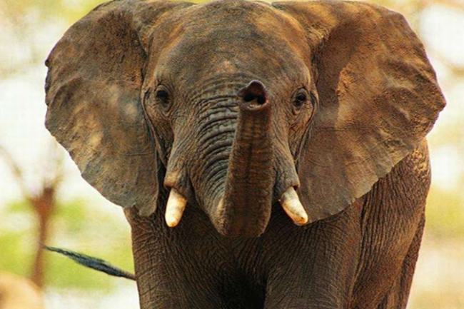 大象的鼻子为什么长?原来始祖象是生活在水中的