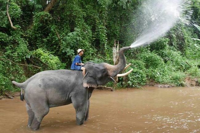 大象的鼻子为什么长?原来始祖象是生活在水中的