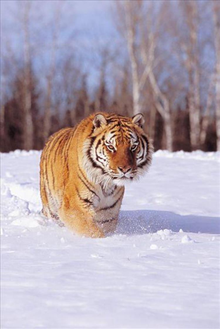 比西伯利亚虎还大的猫科动物,最大西伯利亚虎