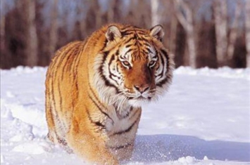 比西伯利亚虎还大的猫科动物,最大西伯利亚虎