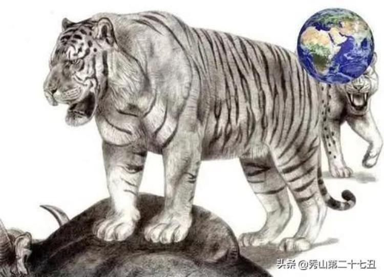 史上最巨大的老虎东北虎在它面前就像是小猫咪一样,历史上体型最大的老虎