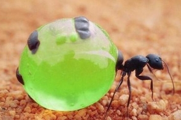 世界上最好吃的蚂蚁，沙漠蜜蚁（拧掉头部可以直接吃）