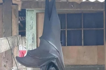 一种个头跟人一样大的巨型蝙蝠你见过吗是什么,目前史上最大的蝙蝠长什么样