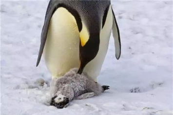 世界上最大的企鹅 帝企鹅（一种神奇的企鹅类型）