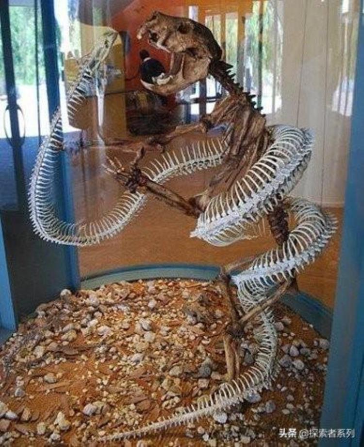 远古时代的巨蛇,世界十大史前蛇