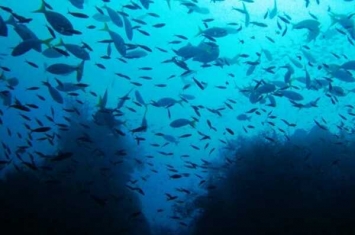 世界上最大的黑珊瑚森林:共计3万群(最高达1米)